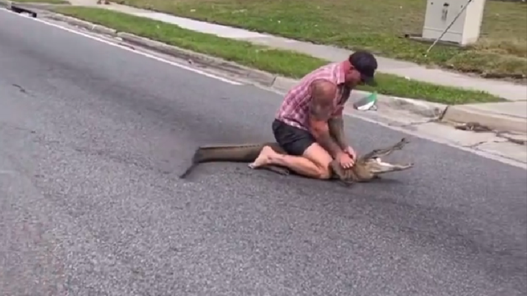 Драгіч з алігатором / Скріншот з відео Драгіч з алігатором / Скріншот з відео