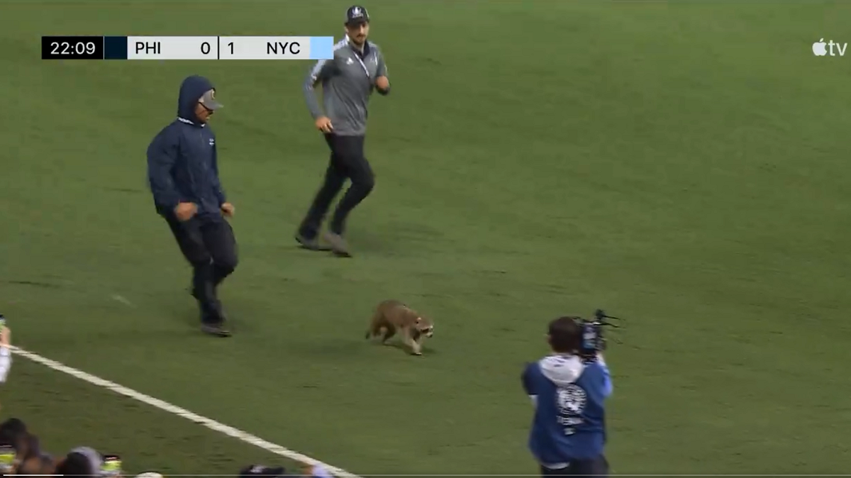 Енот выбежал на поле / Скриншот из видео