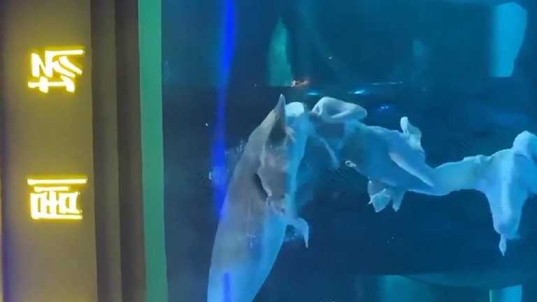 Рыба напала на синхронистку / Скриншот из видео Рыба напала на синхронистку / Скриншот из видео